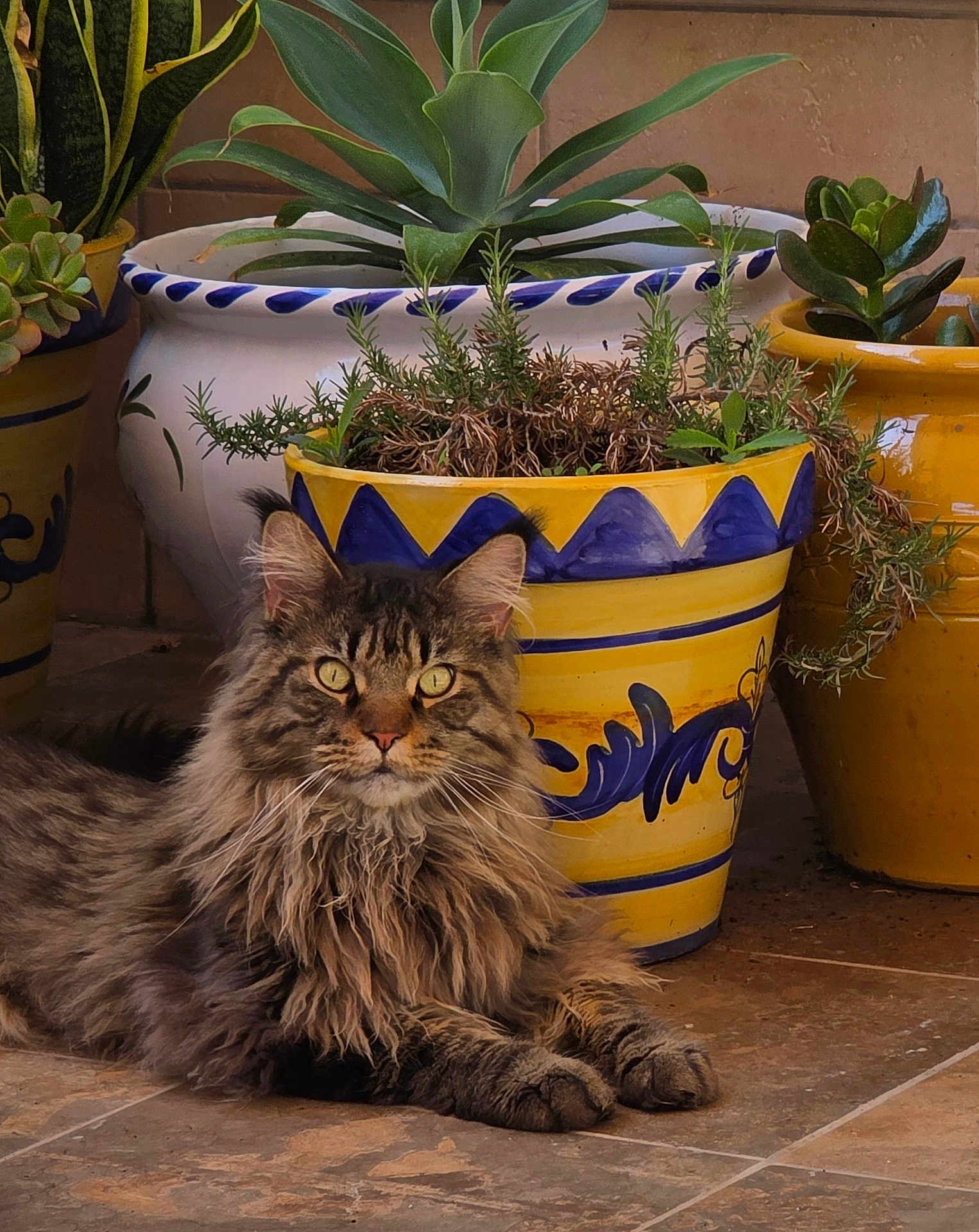 Phenix a rejoint le concours — aidez-le/la à gagner de superbes lots ! cat, tabby, long_hair, pet, animal, plant, pot, flower_pot, succulent, indoor_plant, floor, tile, feline, relaxed, resting, greenery, yellow_pot, decor, cute, domestic_animal