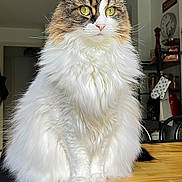 Chouquette participe au concours pour gagner de l'argent avec cette photo : cat, fluffy, yellow_eyes, sitting, table, indoor, fur, pet, domestic_animal, curious, closeup, feline, whiskers, ears, nose, kitchen, wooden_table, natural_light, animal_portrait, household