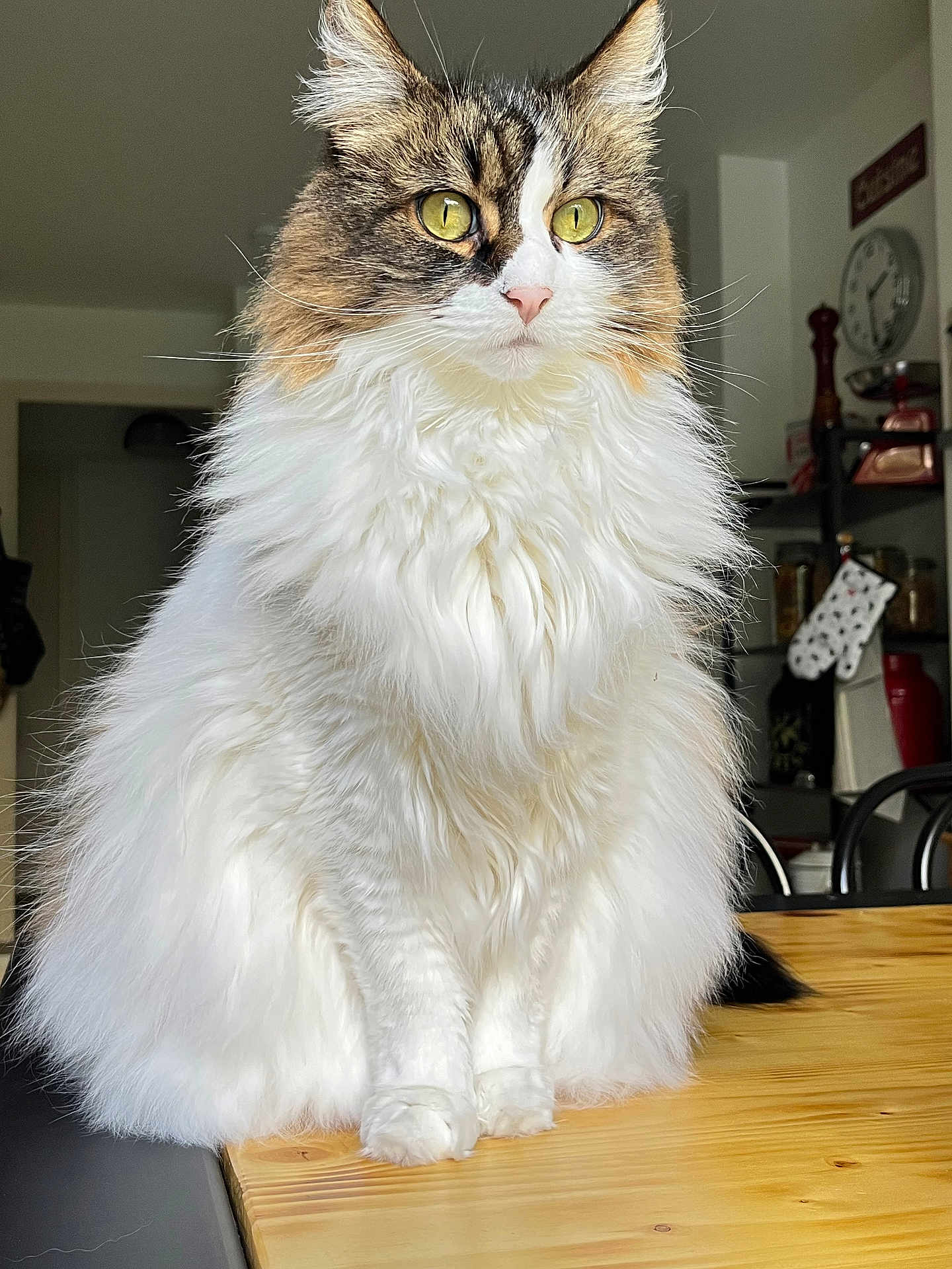 Chouquette