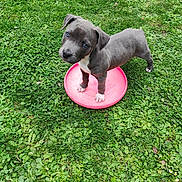 Aïko a rejoint le concours — aidez-le/la à gagner de superbes lots ! puppy, dog, grass, frisbee, outdoor, pet, cute, playful, animal, greenery, young, canine, nature, summer, garden, adorable, blue_eyes, small, standing, looking_up