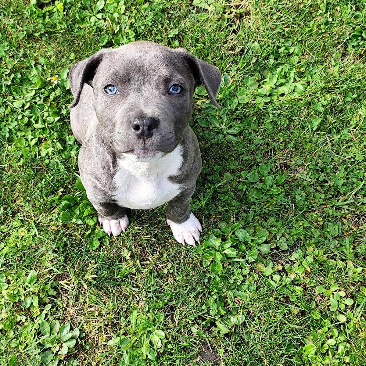 Aïko participe au concours pour gagner de l'argent avec cette photo : adorable, animal, blue_eyes, canine, cute, dog, fur, grass, greenery, looking_up, nature, outdoor, pet, playful, puppy, sitting, small, summer, white_paws, young