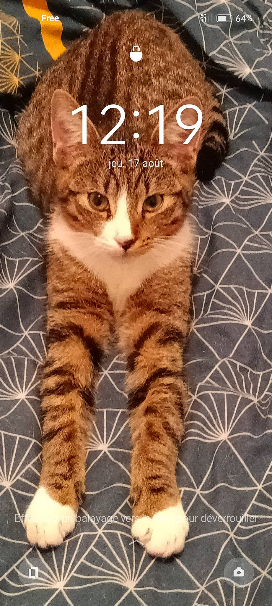 Buenos a rejoint le concours — aidez-le/la à gagner de superbes lots ! brown, carnivore, cat, claw, domestic_short_haired_cat, fawn, felidae, font, foot, fur, leg, paw, photo_caption, small_to_medium_sized_cats, snout, tail, terrestrial_animal, whiskers, wildlife, wood