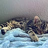 animal, blanket, cat, cozy, cute, domestic_cat, feline, fluffy, fur, indoor, kitten, paw, pet, relaxation, resting, sleeping, soft, tabby, whiskers, young
