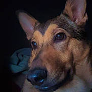 Daisy joined the competition — help win amazing prizes! dog, pet, close_up, portrait, nose, ears, eyes, brown_fur, muzzle, collar, low_light, indoor, furry, expression, whiskers, cozy, blanket, domestic_animal, sleepy, headshot