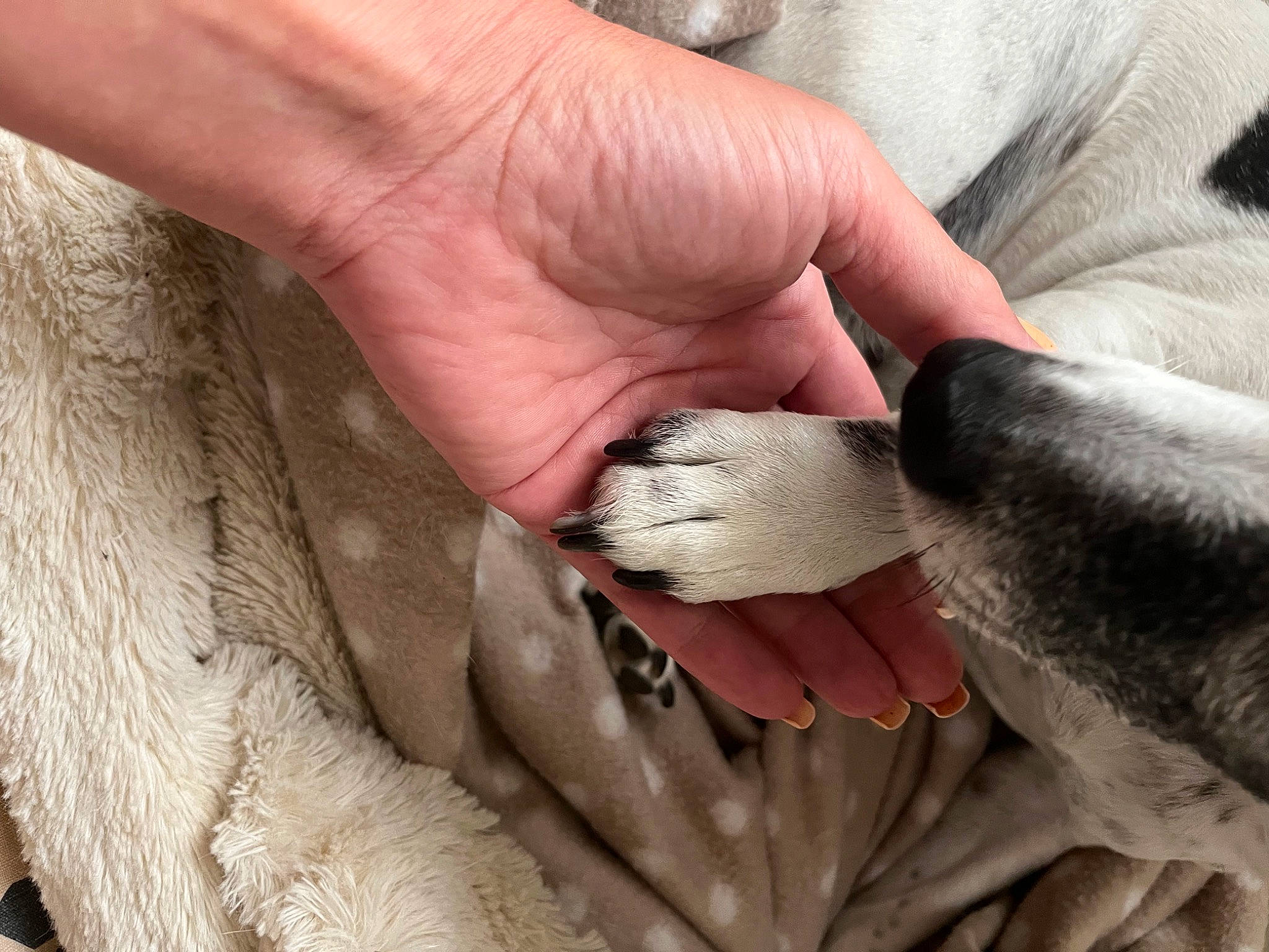 Pin-up participe au concours pour gagner de l'argent avec cette photo : artifact, bird, claw, comfort, finger, flesh, fur, gesture, hand, nail, paw, safety_glove, soil, thumb, wood, wrinkle, wrist