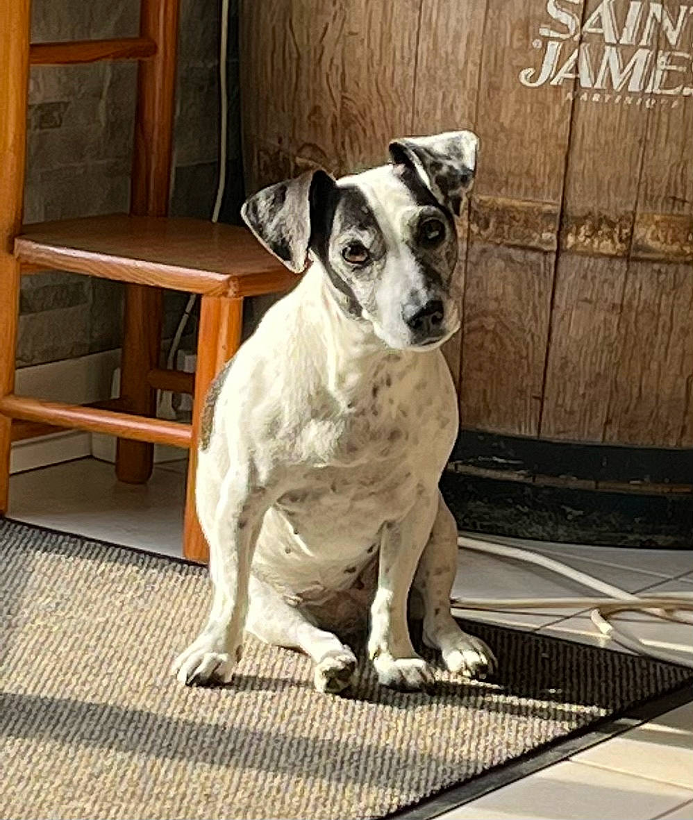 Pin-up a rejoint le concours — aidez-le/la à gagner de superbes lots ! canidae, carnivore, collar, companion_dog, dog, dog_breed, dog_collar, fawn, flooring, hardwood, metal, non_sporting_group, snout, sporting_group, street_dog, table, whiskers, wood, working_animal, working_dog