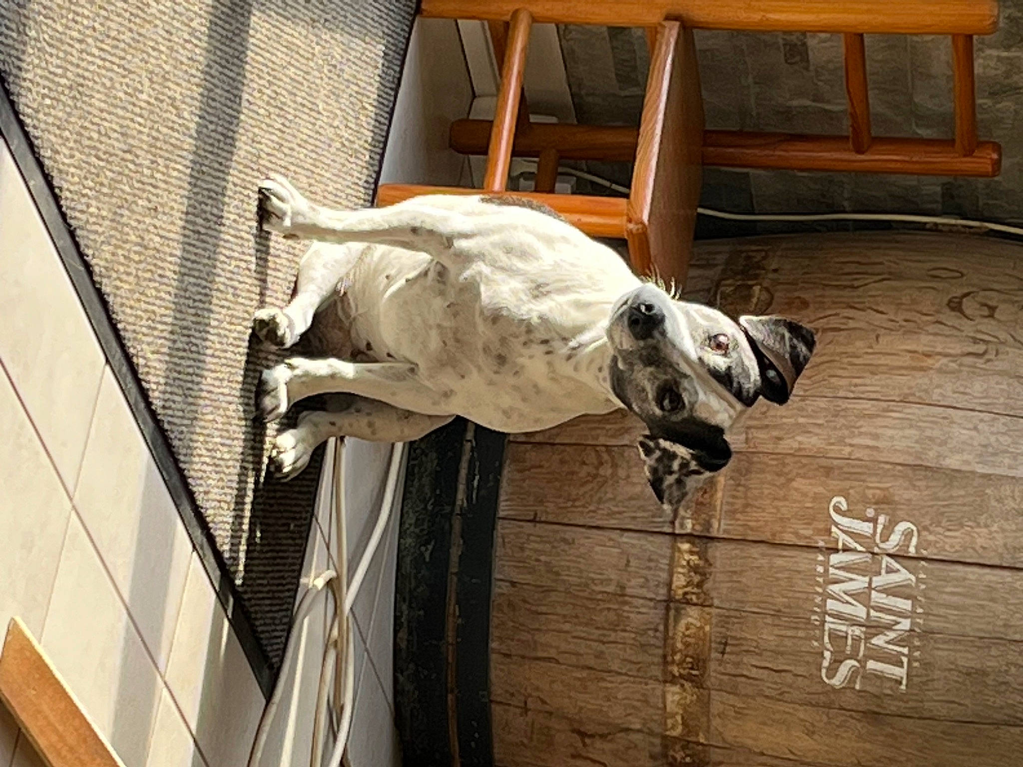 Pin-up a rejoint le concours — aidez-le/la à gagner de superbes lots ! building, canidae, carnivore, collar, companion_dog, dog, dog_breed, door, fawn, flooring, guard_dog, handwriting, hardwood, snout, sporting_group, tail, terrestrial_animal, window, wood, working_animal