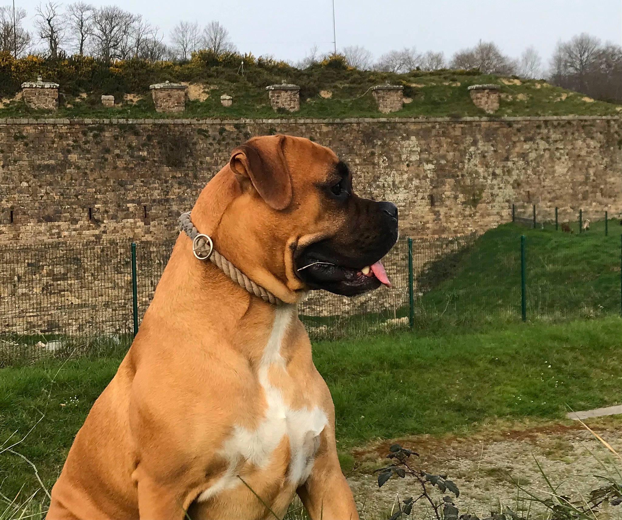 Rax a rejoint le concours — aidez-le/la à gagner de superbes lots ! canidae, carnivore, collar, companion_dog, dog, dog_breed, dog_collar, fawn, grass, guard_dog, leash, liver, molosser, pet_supply, plant, sky, snout, sporting_group, working_animal, wrinkle