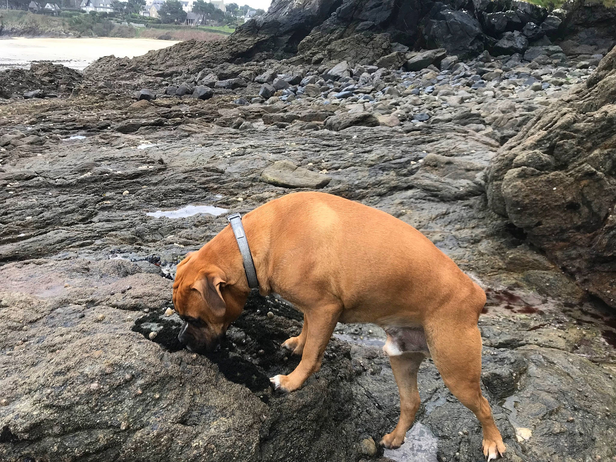 Rax a rejoint le concours — aidez-le/la à gagner de superbes lots ! adventure, bedrock, boxer, canidae, carnivore, collar, dog, dog_breed, dog_collar, fawn, liver, pet_supply, rock, sporting_group, tail, tree, water, wood, working_animal, working_dog