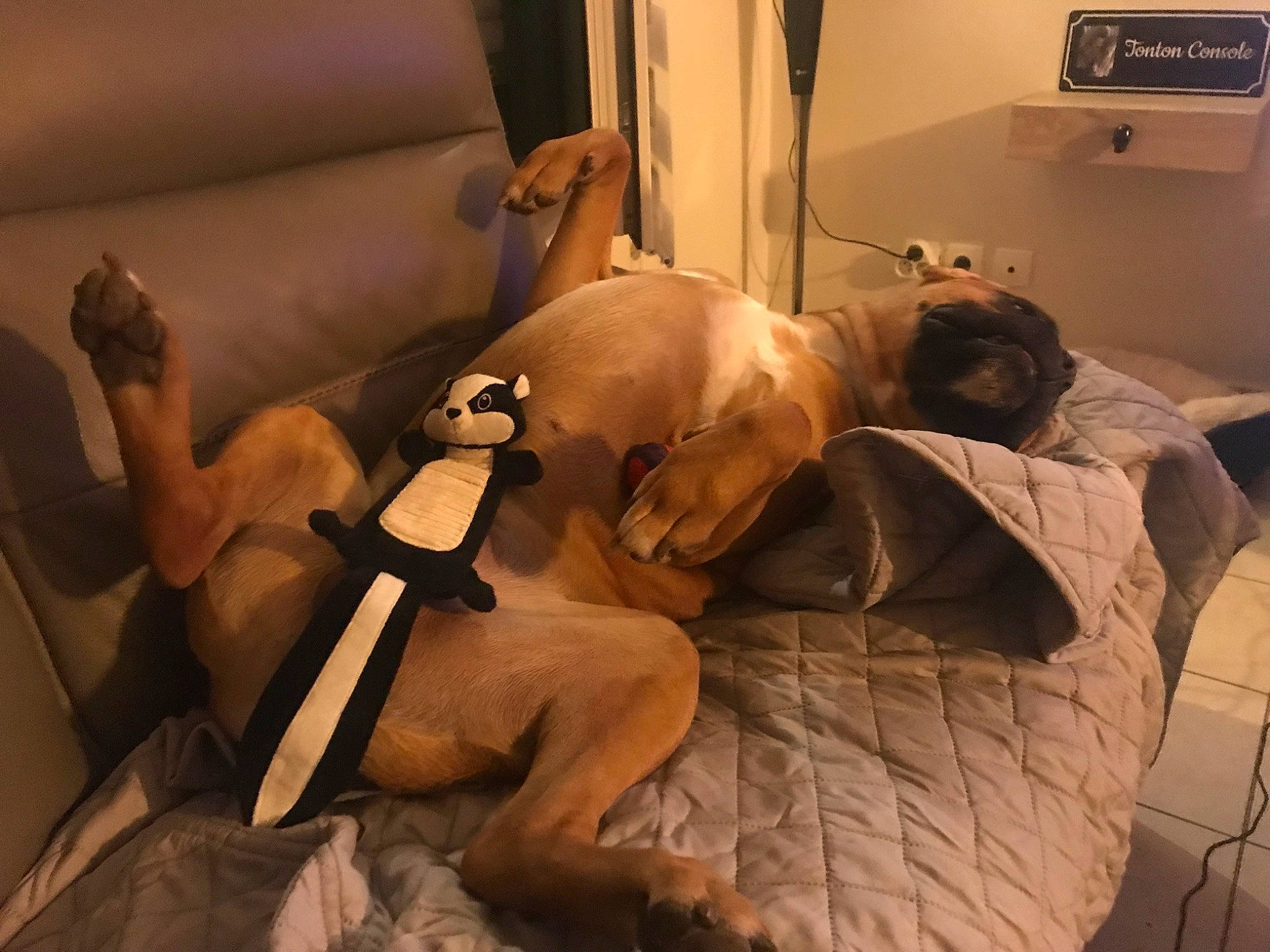 Rax participe au concours pour gagner de l'argent avec cette photo : abdomen, barechested, bed, bedding, chest, comfort, companion_dog, couch, duvet, elbow, fawn, flooring, fur, human_body, human_leg, knee, linens, room, thigh, trunk