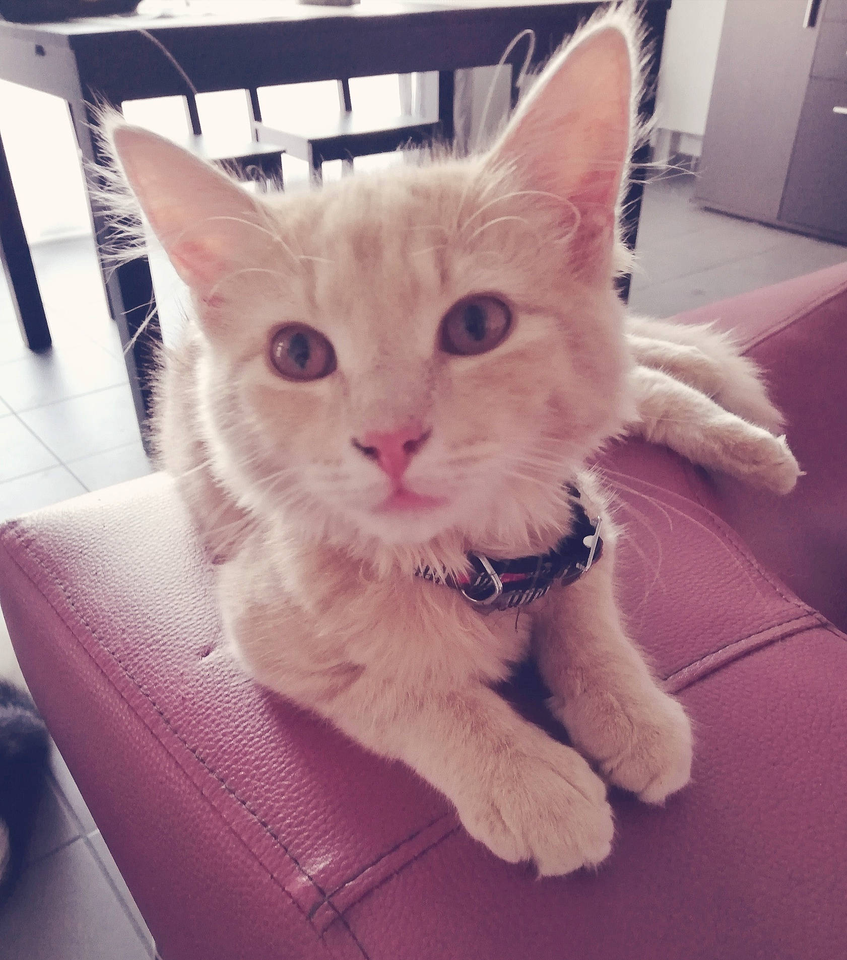 Biscuit a rejoint le concours — aidez-le/la à gagner de superbes lots ! asian, burmilla, carnivore, cat, domestic_short_haired_cat, ear, european_shorthair, eye, fawn, felidae, fur, german_rex, kitten, mammal, nose, ojos_azules, polydactyl_cat, small_to_medium_sized_cats, vertebrate, whiskers