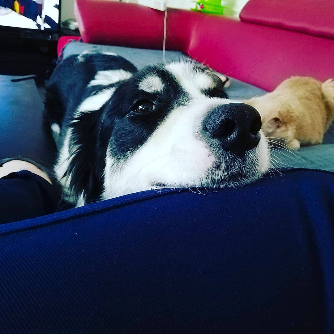 Nova participe au concours pour gagner de l'argent avec cette photo : border_collie, canidae, carnivore, companion_dog, dog, dog_breed, house, mammal, mucuchies, nose, puppy, puppy_love, sky, snout, sporting_group, vertebrate, working_dog