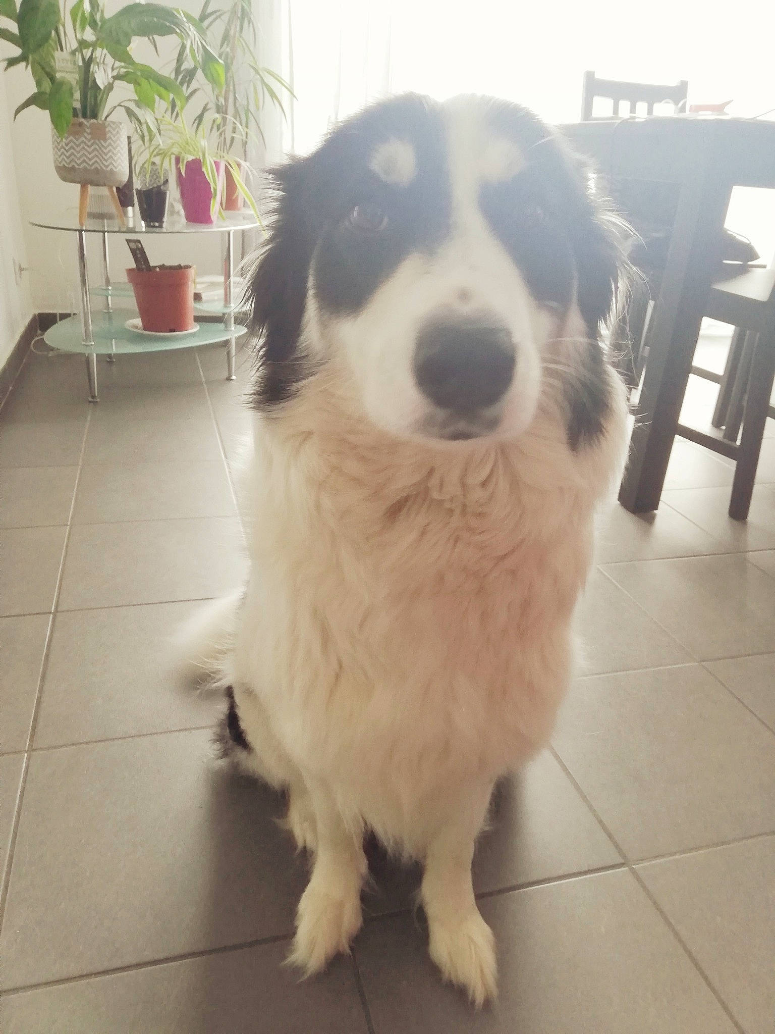 Nova a rejoint le concours — aidez-le/la à gagner de superbes lots ! australian_shepherd, border_collie, bucovina_shepherd_dog, canidae, carnivore, companion_dog, dog, dog_breed, great_pyrenees, mammal, mucuchies, nose, pyrenean_mastiff, sporting_group, tornjak, vertebrate, working_dog