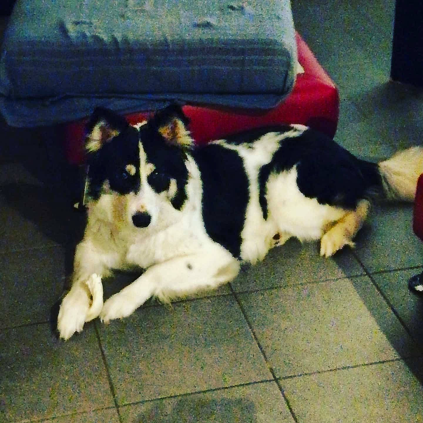 Nova participe au concours pour gagner de l'argent avec cette photo : border_collie, canidae, carnivore, companion_dog, dog, dog_breed, herding_dog, mammal, sporting_group, vertebrate