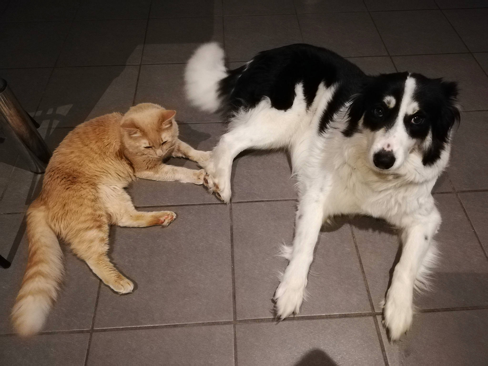 Nova a rejoint le concours — aidez-le/la à gagner de superbes lots ! border_collie, canidae, carnivore, cat, companion_dog, dog, dog_breed, drentse_patrijshond, felidae, kooikerhondje, landseer, mammal, mucuchies, puppy, pyrenean_mastiff, spaniel, sporting_group, tail, tornjak, vertebrate