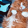 cat, orange_cat, white_paws, fluffy_fur, lying_down, carpet, guitar, electric_guitar, chair, indoors, pet, cute, relaxed, feline, whiskers, ears, tail, music_instrument, home, cozy