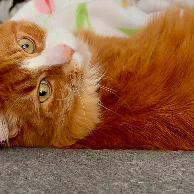 Jim is registered to the contest to win money with this photo: animal, blanket, cat, close_up, cozy, cute, domestic_animal, feline, fur, green_eyes, indoor, lying_down, mammal, orange_cat, pet, portrait, relaxed, resting, soft_texture, whiskers