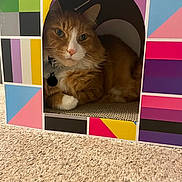 Jim joined the competition — help win amazing prizes! cat, orange_cat, white_paws, cardboard_box, geometric_pattern, colorful, indoor, carpet, pet, feline, cozy, resting, cute, whiskers, ears, collar, tag, domestic_animal, relaxed, curious