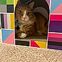 cat, orange_cat, white_paws, cardboard_box, geometric_pattern, colorful, indoor, carpet, pet, feline, cozy, resting, cute, whiskers, ears, collar, tag, domestic_animal, relaxed, curious