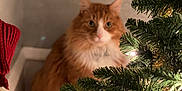 Jim joined the competition — help win amazing prizes! cat, orange_cat, white_fur, fluffy, christmas_tree, tree_lights, holiday, indoor, decorations, knitted_item, red_knit, pet, feline, wood_floor, cozy, festive, blurred_face, background, sitting, curious