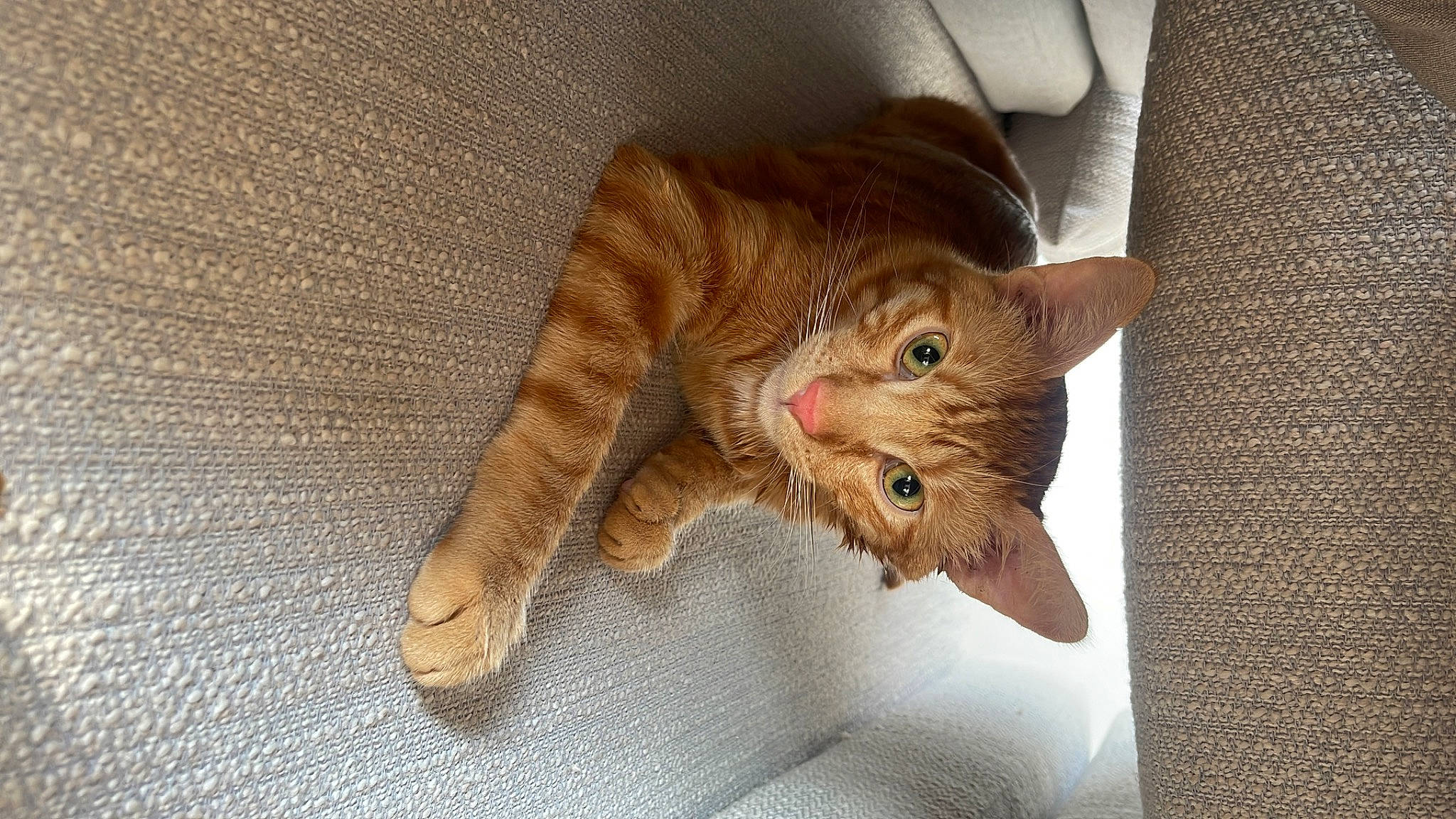 Gingi is registered to the contest to win money with this photo: carnivore, cat, claw, devon_rex, domestic_short_haired_cat, fawn, felidae, fur, gesture, paw, peach, small_to_medium_sized_cats, snout, tail, terrestrial_animal, whiskers, wood