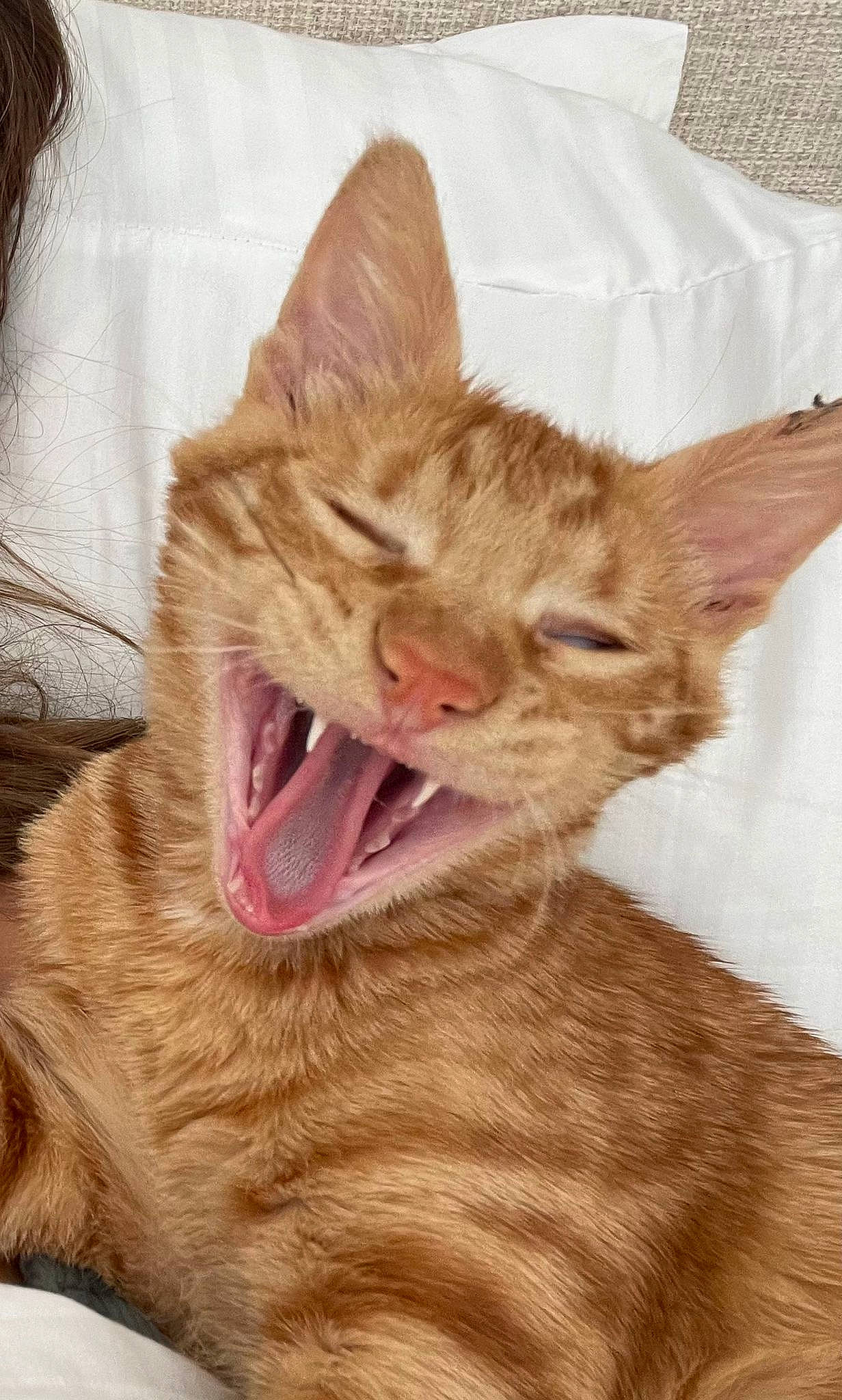 Gingi joined the competition — help win amazing prizes! carnivore, cat, claw, close_up, domestic_short_haired_cat, ear, fang, fawn, felidae, fur, gesture, jaw, paw, small_to_medium_sized_cats, snout, terrestrial_animal, tooth, whiskers, window, yawn
