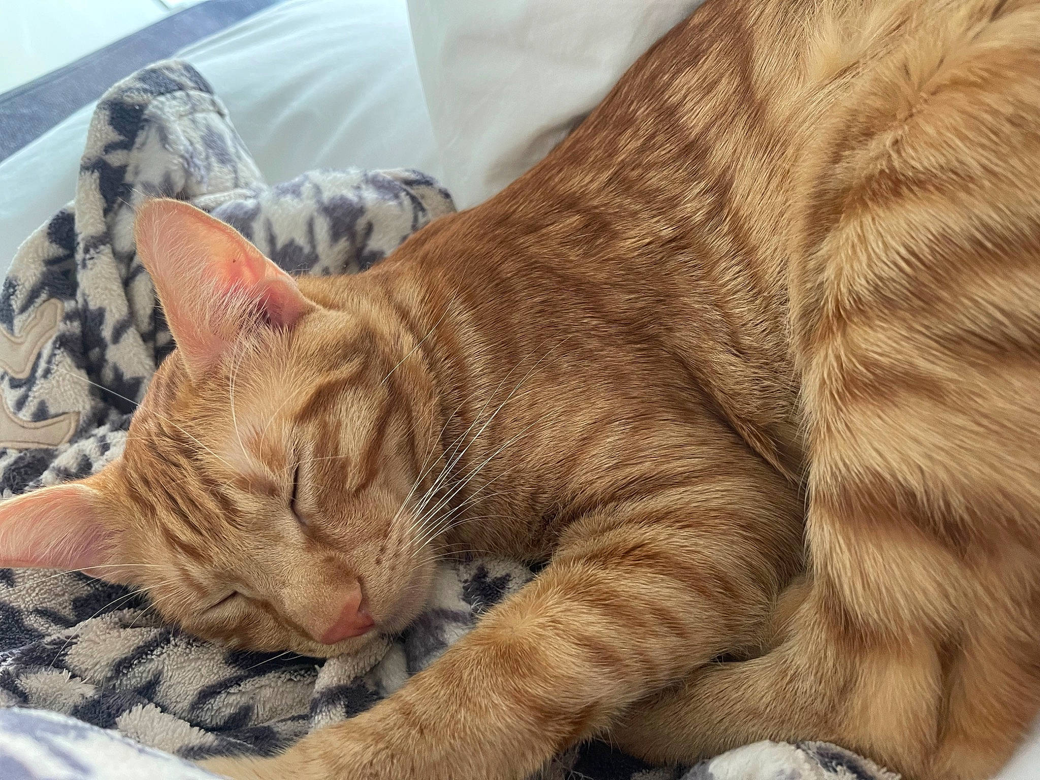 Gingi is registered to the contest to win money with this photo: carnivore, cat, cat_supply, claw, comfort, domestic_short_haired_cat, fawn, felidae, foot, fur, nap, paw, sitting, small_to_medium_sized_cats, snout, tail, terrestrial_animal, whiskers, wildlife, wrinkle