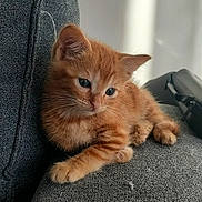 Cannelle a rejoint le concours — aidez-le/la à gagner de superbes lots ! animal, cat, closeup, couch, cozy, cute, domestic_cat, ears, feline, fur, gray_couch, indoor, kitten, orange_cat, paw, pet, resting, soft_light, whiskers, young_animal