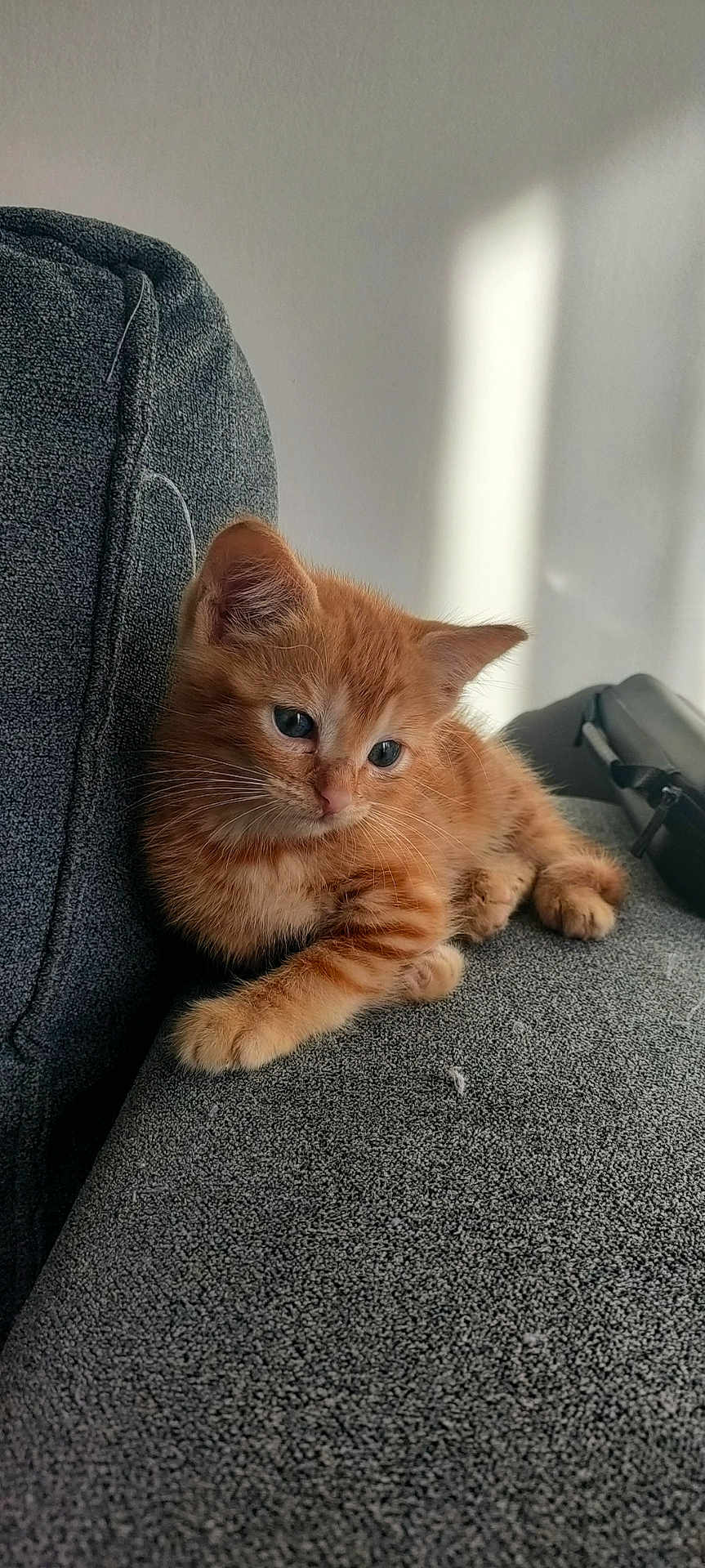Cannelle