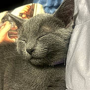 Gato is registered to the contest to win money with this photo: animal, cat, close_up, cozy, cute, domestic_animal, ear, feline, fur, gray_fur, indoor, kitten, nose, pet, relaxing, resting, sleeping, soft_texture, whiskers, young_cat
