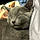 Gato