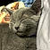 Gato