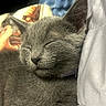 animal, cat, close_up, cozy, cute, domestic_animal, ear, feline, fur, gray_fur, indoor, kitten, nose, pet, relaxing, resting, sleeping, soft_texture, whiskers, young_cat