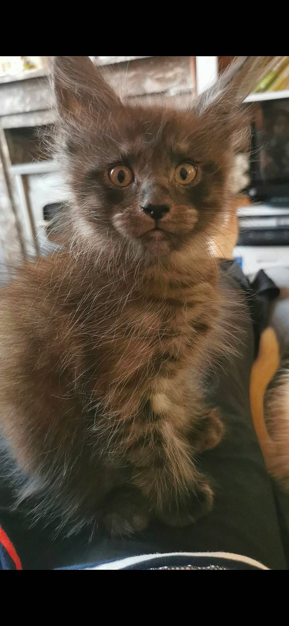 Méli a rejoint le concours — aidez-le/la à gagner de superbes lots ! british_longhair, carnivore, cat, claw, domestic_short_haired_cat, fawn, felidae, fur, iris, paw, small_to_medium_sized_cats, snout, tail, terrestrial_animal, whiskers