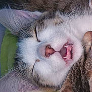 Amour a rejoint le concours — aidez-le/la à gagner de superbes lots ! cat, sleeping, close_up, feline, mouth_open, teeth, whiskers, fur, cozy, blanket, pet, animal, cute, relaxed, face, nose, ears, tabby, domestic_cat, resting