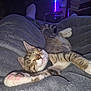 Atchoum participe au concours pour gagner de l'argent avec cette photo : cat, tabby, sleeping, paws, blanket, cozy, indoor, pet, feline, relaxed, stretching, soft, fur, cute, resting, domestic_animal, whiskers, animal, comfort, purple_light