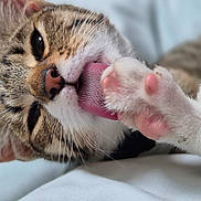 Atchoum a rejoint le concours — aidez-le/la à gagner de superbes lots ! cat, tabby, paw, tongue, close_up, grooming, pink_paw_pads, fur, pet, animal, cute, whiskers, eyes, relaxed, indoor, soft, texture, mammal, sleepy, feline