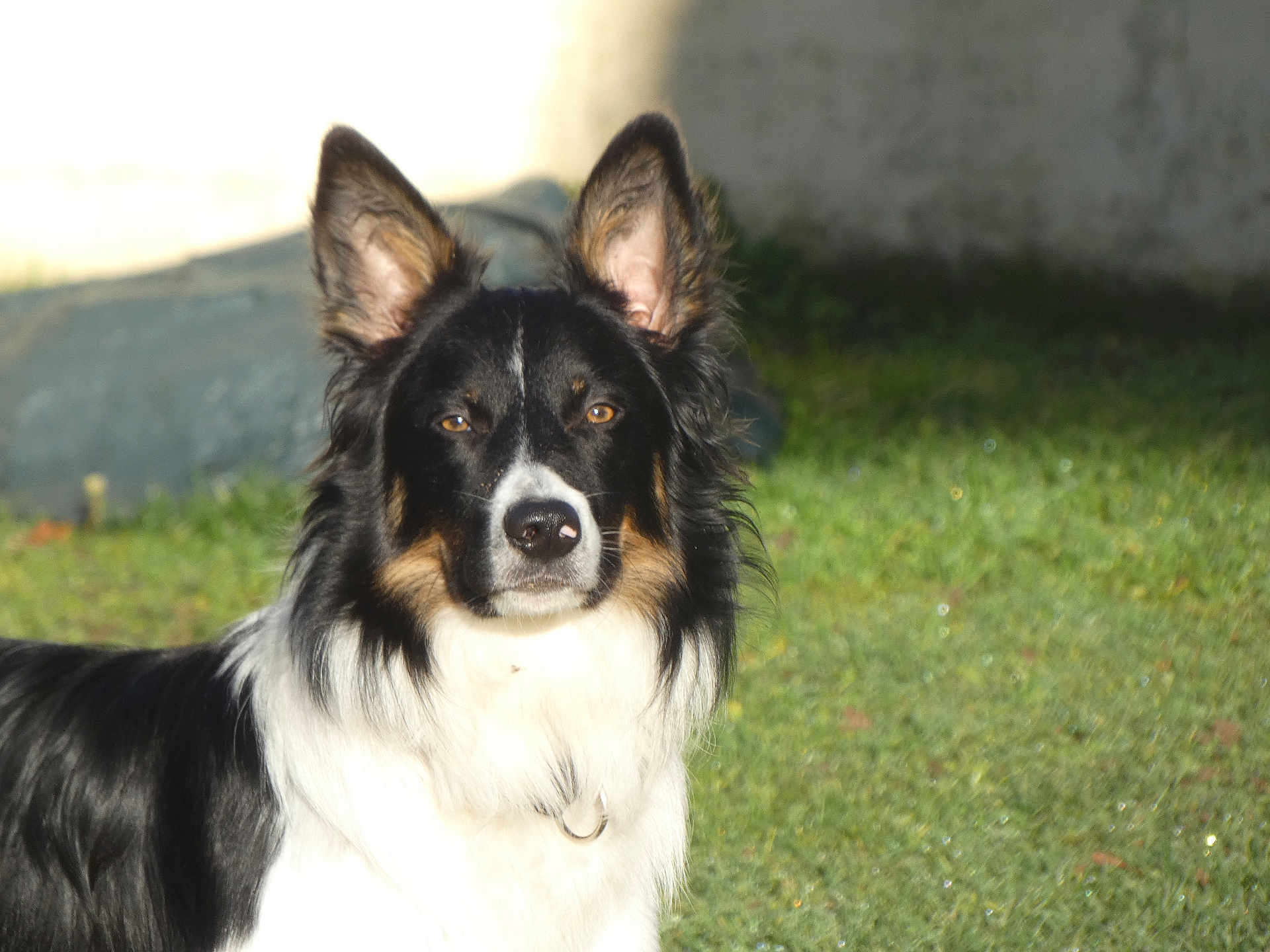 Bounty participe au concours pour gagner de l'argent avec cette photo : dog, border_collie, pet, outdoor, grass, ears, fur, black_and_white, portrait, collar, nose, eyes, face, looking_at_camera, cute, sunlight, shadow, background, pet_portrait, muzzle