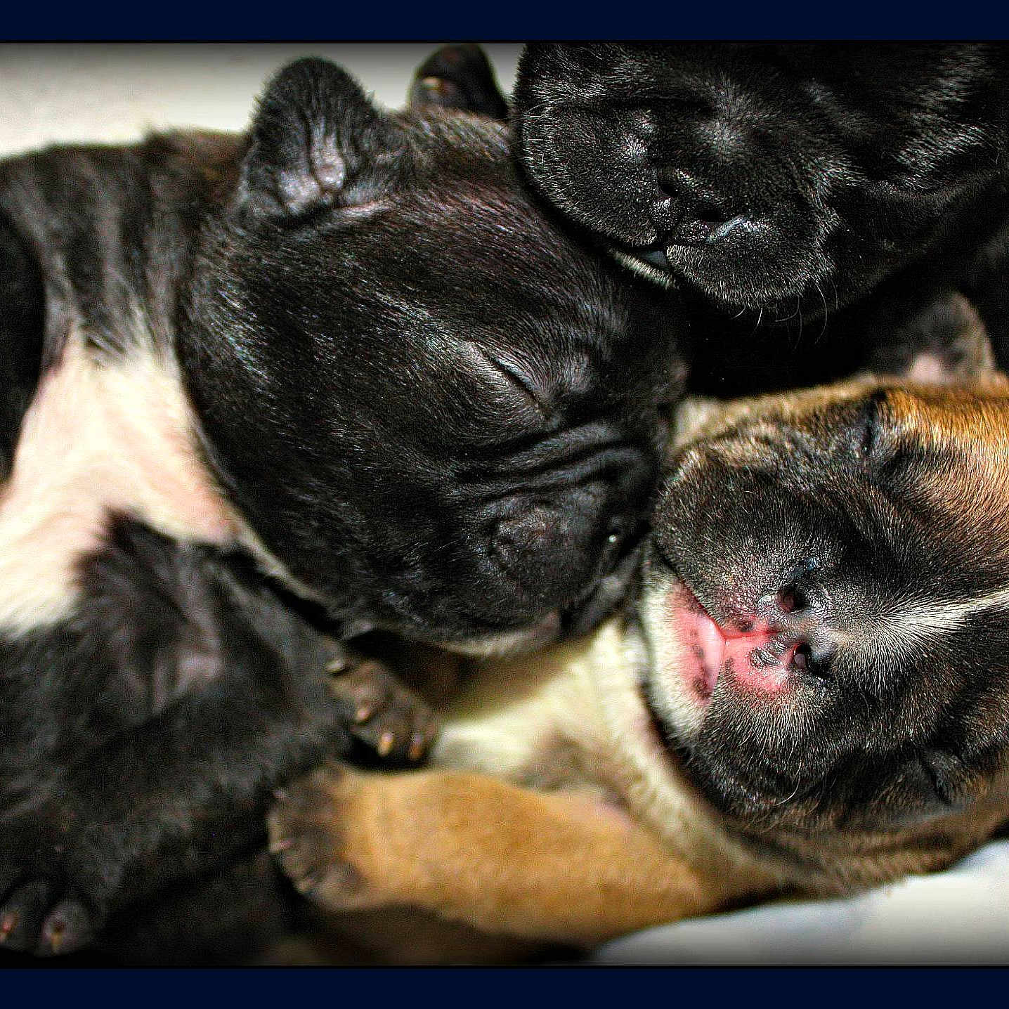 Puppies joined the competition — help win amazing prizes!
