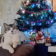 Jitterbug is registered to the contest to win money with this photo: cat, tabby_cat, white_cat, christmas_tree, holiday_lights, ornament, present, gift, santa_figurine, reindeer_figurine, sofa, armrest, living_room, indoor, festive, decorations, pet, cozy, night_lights, background_decor