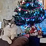 cat, tabby_cat, white_cat, christmas_tree, holiday_lights, ornament, present, gift, santa_figurine, reindeer_figurine, sofa, armrest, living_room, indoor, festive, decorations, pet, cozy, night_lights, background_decor