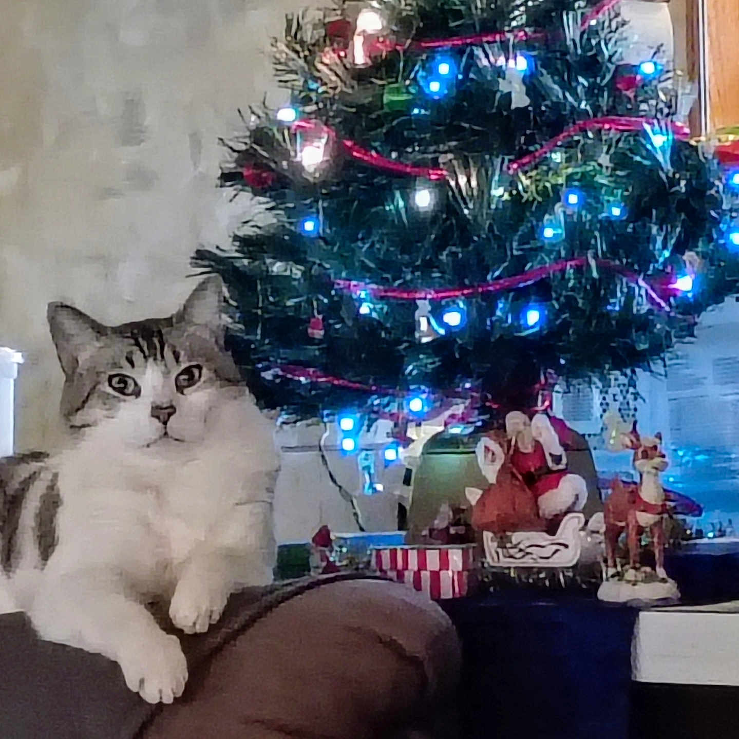 Jitterbug is registered to the contest to win money with this photo: armrest, background_decor, cat, christmas_tree, cozy, decorations, festive, gift, holiday_lights, indoor, living_room, night_lights, ornament, pet, present, reindeer_figurine, santa_figurine, sofa, tabby_cat, white_cat