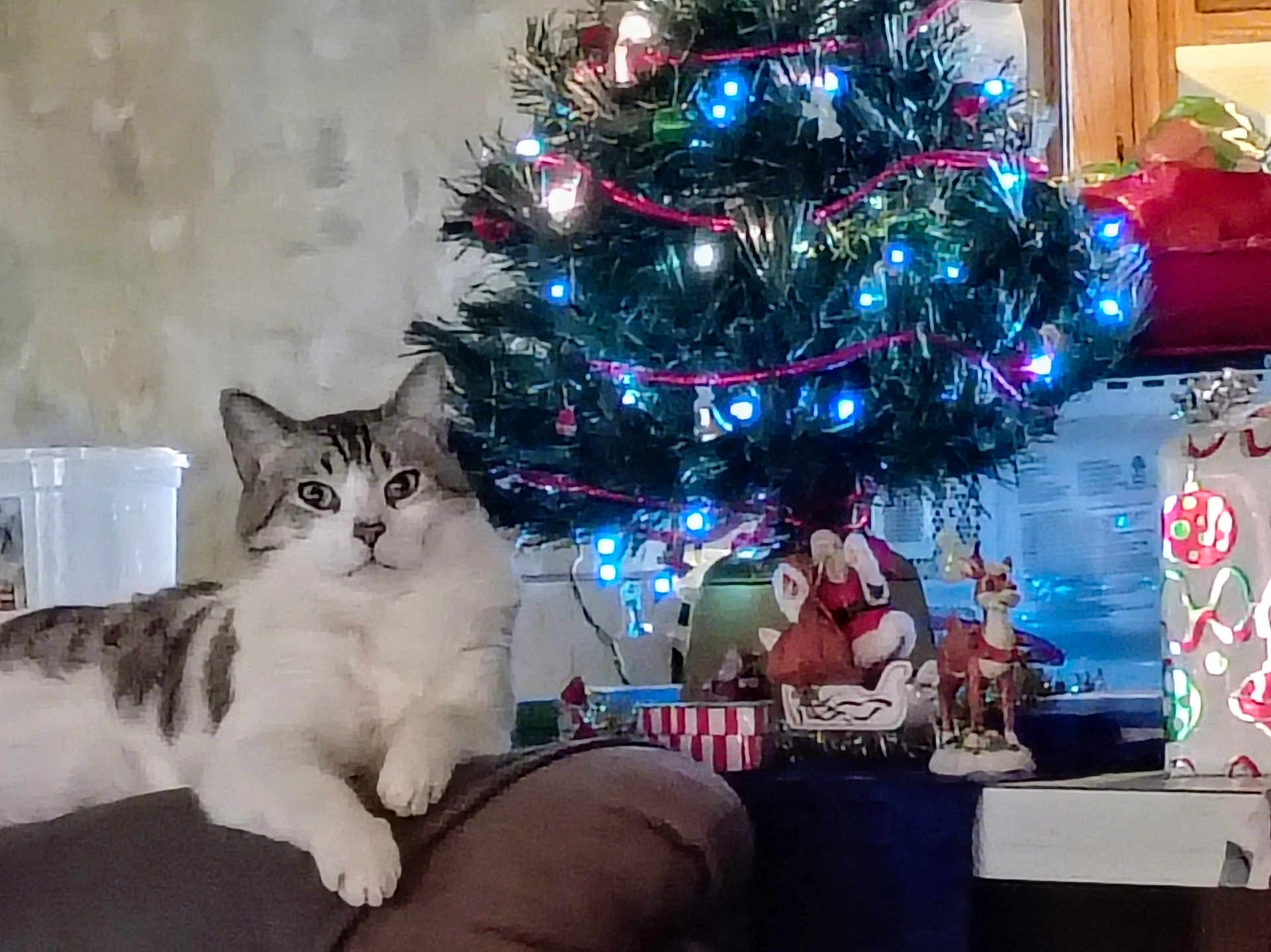 Jitterbug is registered to the contest to win money with this photo: cat, tabby_cat, white_cat, christmas_tree, holiday_lights, ornament, present, gift, santa_figurine, reindeer_figurine, sofa, armrest, living_room, indoor, festive, decorations, pet, cozy, night_lights, background_decor