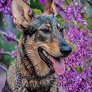Olly a rejoint le concours — aidez-le/la à gagner de superbes lots ! dog, canine, wet_fur, purple_flowers, nature, outdoor, tongue_out, ears_up, leash, spring, vibrant_colors, portrait, animal, pet, flora, shrub, happy, close_up, background_blur, daylight