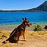 Olly a rejoint le concours — aidez-le/la à gagner de superbes lots ! dog, leash, lake, water, mountain, sky, nature, outdoor, sunny, grass, rock, animal, pet, canine, landscape, blue_sky, shore, tongue_out, sitting, adventure
