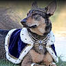 Olly a rejoint le concours — aidez-le/la à gagner de superbes lots ! dog, animal, outdoor, grass, water, cape, crown, necklace, jewelry, portrait, regal, costume, royalty, pet, canine, nature, relaxing, looking_away, sunlight, side_view