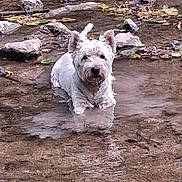 Eliott a rejoint le concours — aidez-le/la à gagner de superbes lots ! dog, water, creek, rocks, reflection, white, outdoor, nature, animal, calm, shallow_water, leaves, canine, pet, fur, sitting, wet, landscape, wildlife, environment