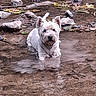 dog, water, creek, rocks, reflection, white, outdoor, nature, animal, calm, shallow_water, leaves, canine, pet, fur, sitting, wet, landscape, wildlife, environment