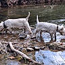 dog, white_dog, water, creek, rocks, mud, collar, outdoor, nature, reflection, stream, pets, animal, forest, riverbank, wet, canine, playful, shallow_water, exploring