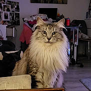 Sparkles joined the competition — help win amazing prizes! cat, fluffy, long_hair, indoor, furniture, pet, animal, mammal, portrait, sitting, domestic_cat, living_room, cozy, quiet, background, decor, photo, feline, cute, curious